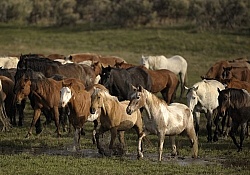 Running Through Water