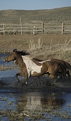 Horses Running Through Water Running Through Water