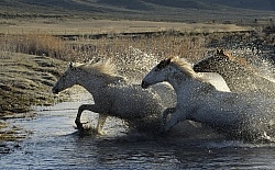 Running Through Water