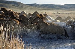 Running Through Water