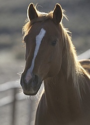 Non Breed Specific Portrait