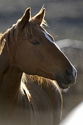 Non Breed Specific Portrait