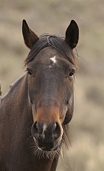 Non Breed Specific Portrait