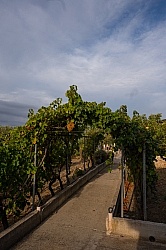 The Vineyards of Villa Casale Leto
