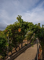 The Vineyards of Villa Casale Leto