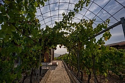 The Vineyards of Villa Casale Leto The Vineyards of Villa Casale Leto