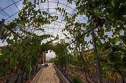 The Vineyards of Villa Casale Leto The Vineyards of Villa Casale Leto