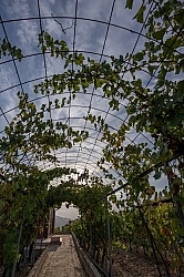 The Vineyards of Villa Casale Leto The Vineyards of Villa Casale Leto