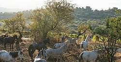 Prinicpe di Aragona, Sicily Prinicpe di Aragona, Sicily