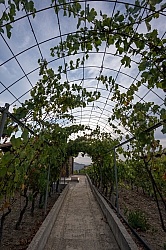 The Vinyards of Villa Casale Leto The Vinyards of Villa Casale Leto