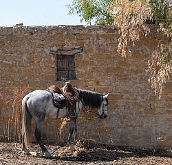Unicorn Trails Coast to Coast Ride Sicily Horses and Tack