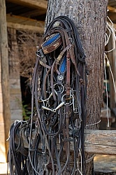 The Bridles