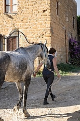 Leading a horse ot the Trailer