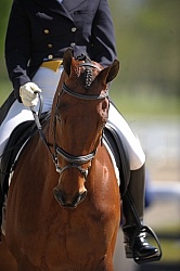 Dressage Close Up