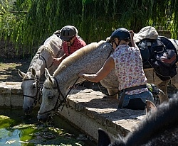 Watering the Horses