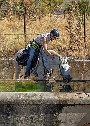Watering the Horses