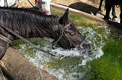 Watering the Horses