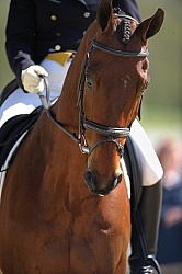 Dressage Close Up