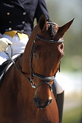 Dressage Close Up