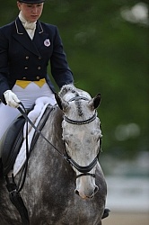 Dressage Close Up