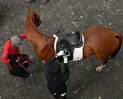Dressage from Above