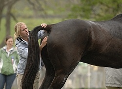 Taking Temperature in the Vet Box Rolex 2008
