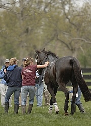 Cooling down in the Vet Box Rolex 2008 
