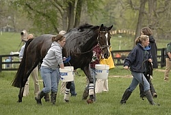 Cooling down in the Vet Box Rolex 2008 