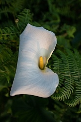 Flowers of the Azores