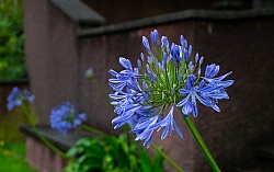 Flowers of the Azores