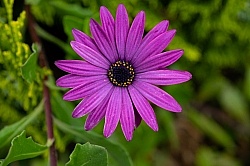 Flowers of the Azores
