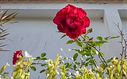 Flowers of the Azores