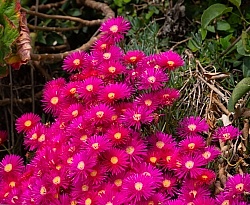 Flowers of the Azores