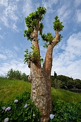 Flowers of the Azores