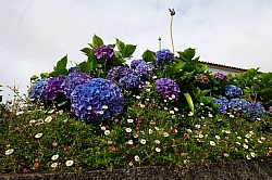 Flowers of the Azores