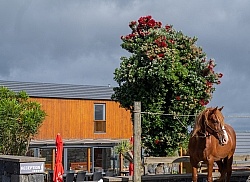 Patio Ecolodge Faial Azores