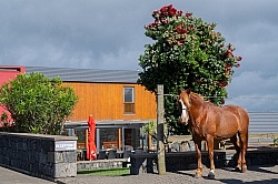 Patio Ecolodge Faial Azores