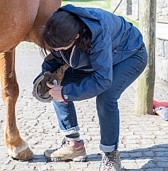 Patio Ecolodge Faial Azores