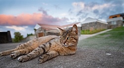 Patio Ecolodge Faial Azores