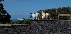 Patio Ecolodge Faial Azores