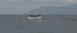 Whale Watching Azores
