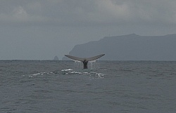 Whale Watching Azores