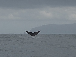 Whale Watching Azores