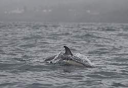 Whale Watching Azores