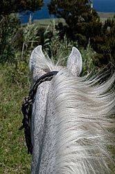 On The Trails in the Azores with Wild Women Expeditions