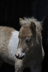 Miniature Horse Foal