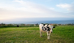 Town of Cedros Faial Azores