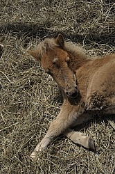 Miniature Horse Foal