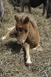 Miniature Horse Foal