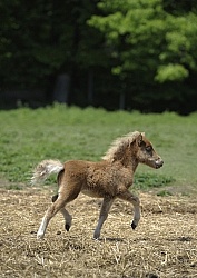 Miniature Horse Foal